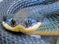 Imagen de SERPIENTE DE HOCICO DE CERDO ORIENTAL