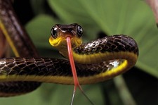 Imagen de Serpiente ltigo