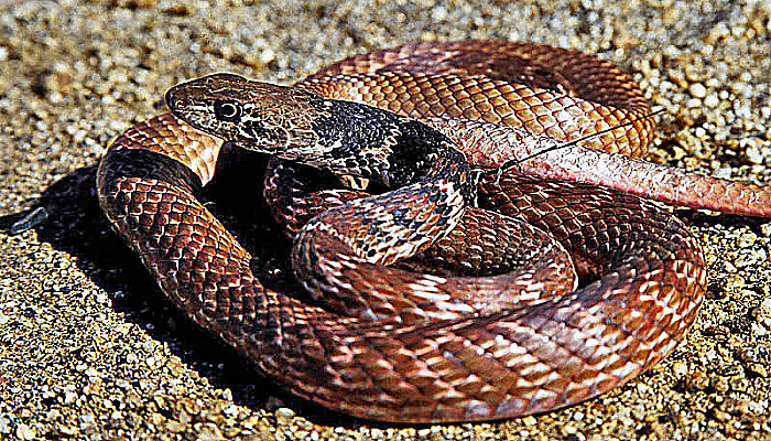 Imagen de Serpiente ltigo de Sonora