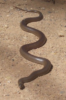 Imagen de Serpiente casera marron