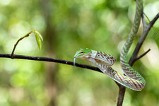 Imagen de Serpiente de la via