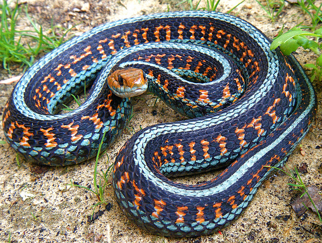 Imagen de Serpiente jarretera terrestre