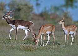 Imagen de Antilope