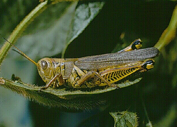 Imagen de Orthoptera