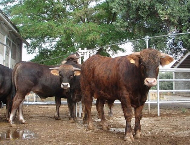 Imagen de Vaca serrana de Teruel