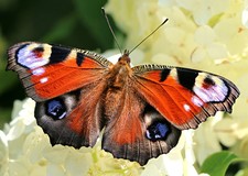 Imagen de Nymphalidae