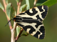 Imagen de Parasemia plantaginis