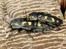 Imagen de Buprestis novemmaculata