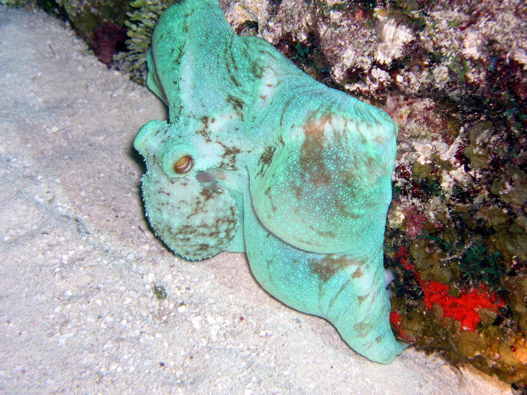 Imagen de Pulpo de arrecife