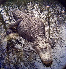 Imagen de aligator americano