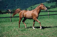 Imagen de Caballo salerno