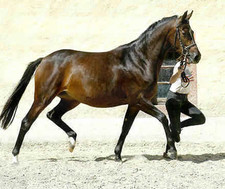 Imagen de Caballo Trakehner