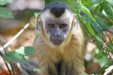 Imagen de Monos capuchinos robustos