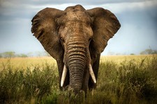 Imagen de Elefante africano