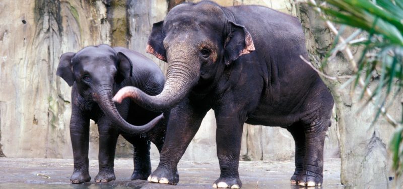 Imagen de Elefante asiático