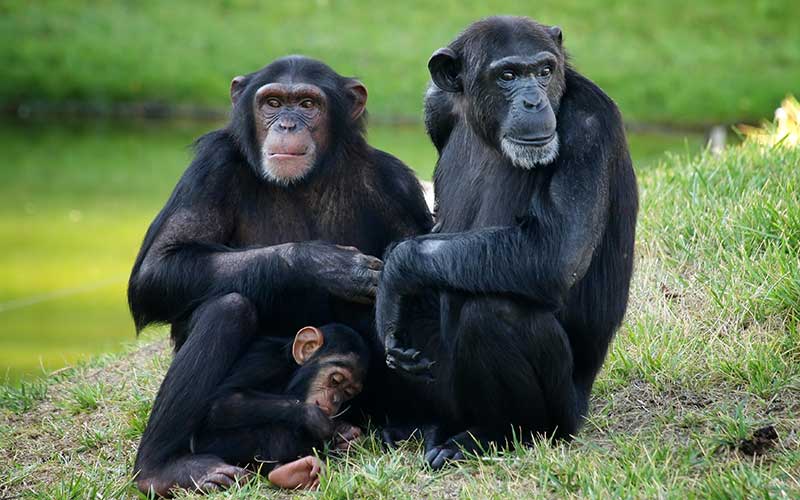 Imagen de Chimpance común