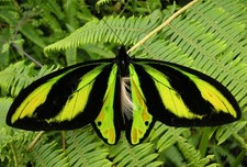 Imagen de Mariposa alas de pajaro