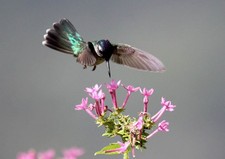 Imagen de Colibri cabeza de violeta