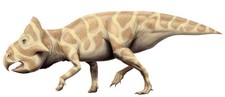 Imagen de Notoceratops