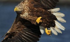 Imagen de Aguila de cola blanca
