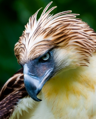 Imagen de Aguila filipina