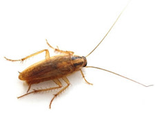 Imagen de Cucaracha alemana