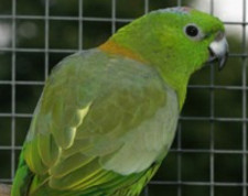 Imagen de Prioniturus Platurus Sinerubris