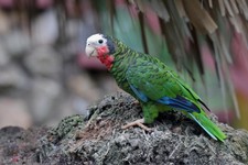 Imagen de Amazona Leucocephala Caymanensis