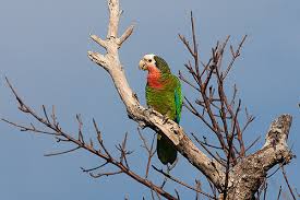 Imagen de Amazona Leucocephala Bahamensis