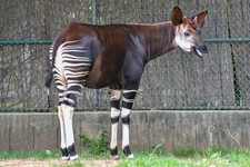 Imagen de Okapi