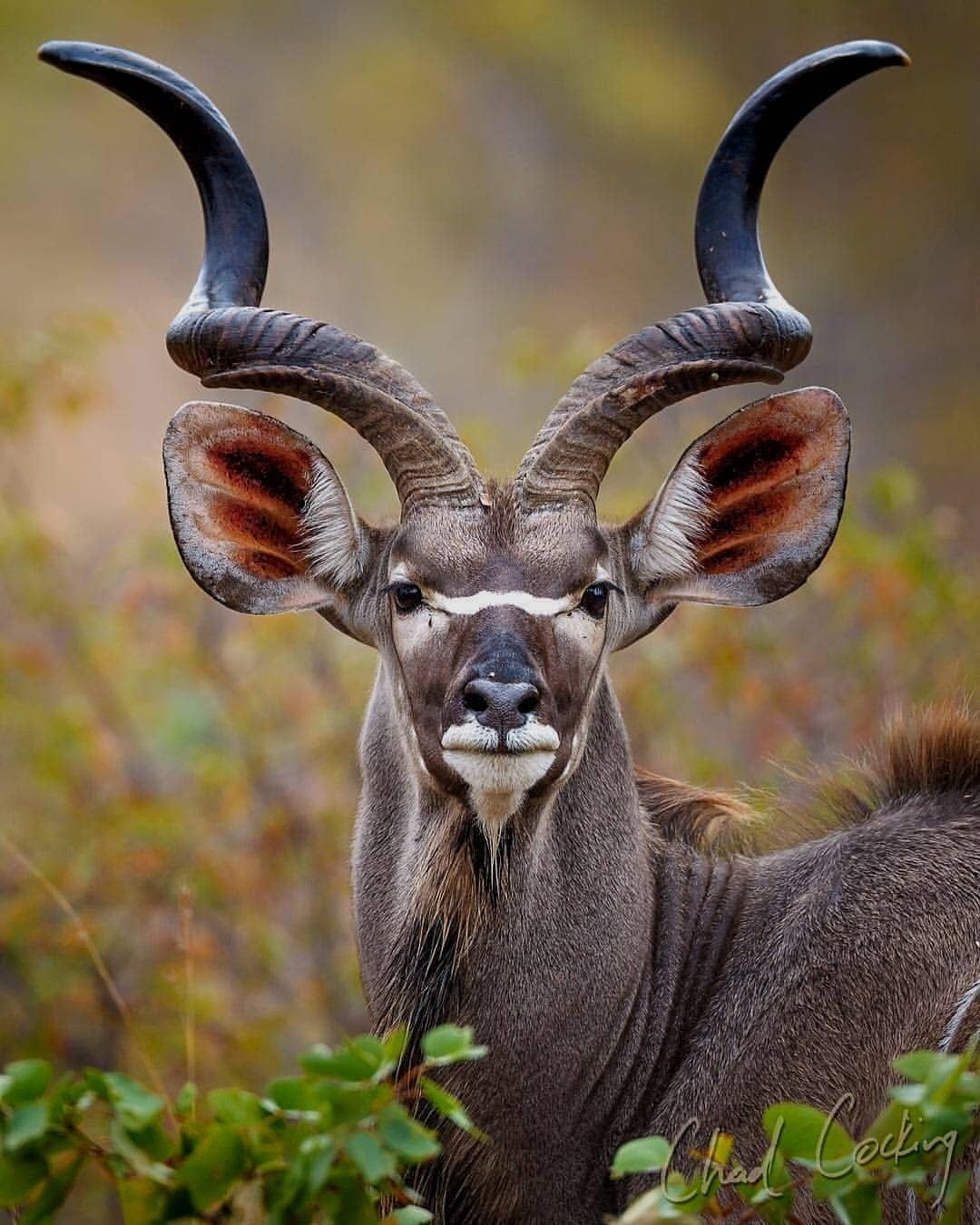 Imagen de Kudu