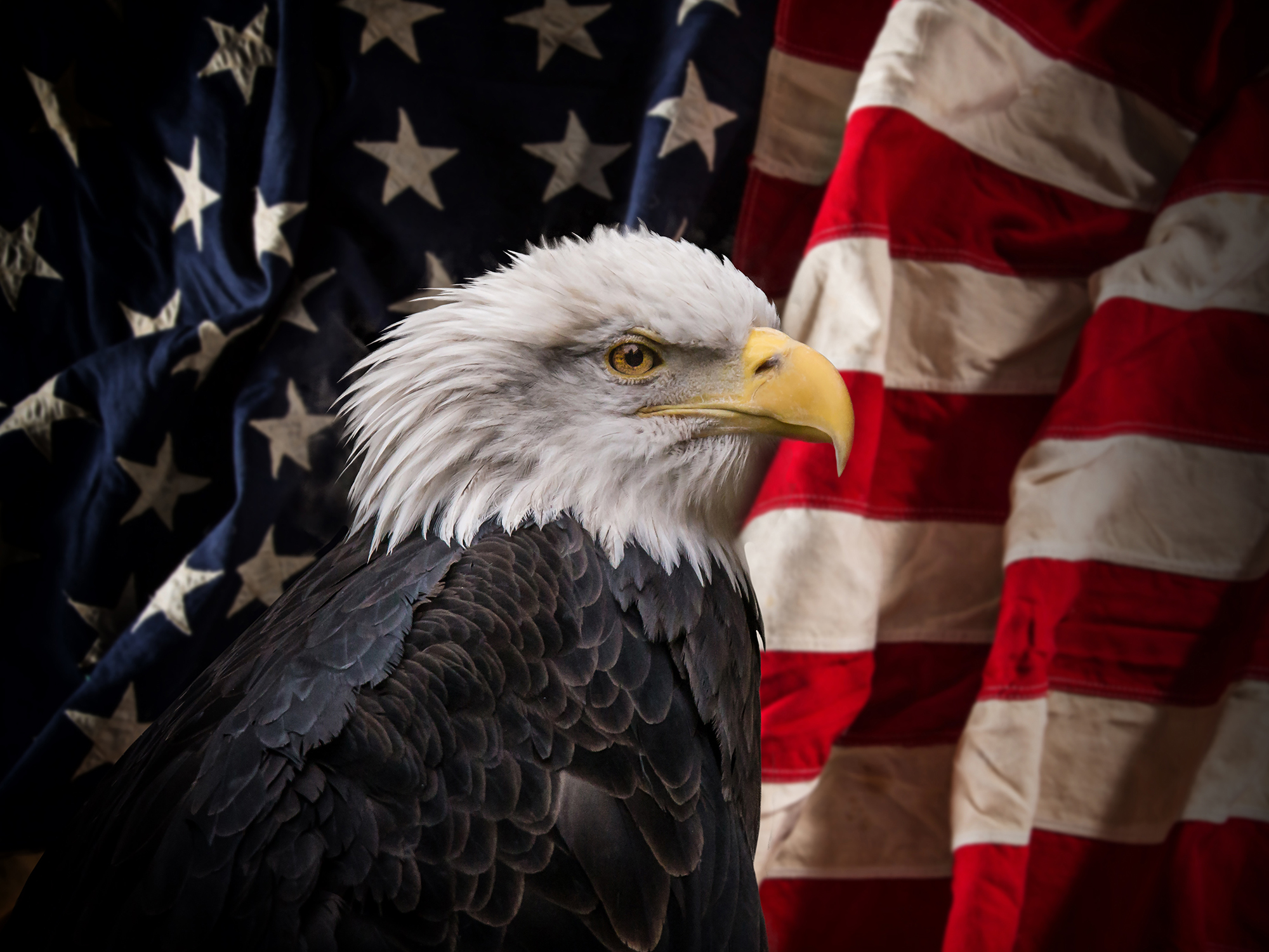 Imagen de Aguila Americana