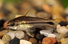 Imagen de Corydoras pygmaeus