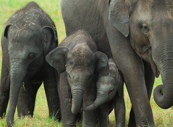 Imagen de Elefante de Sri Lanka
