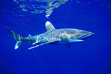 Imagen de Carcharhinus longimanus