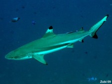 Imagen de Carcharhinus melanopterus