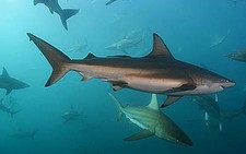 Imagen de Carcharhinus brachyurus