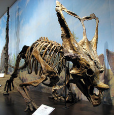 Imagen de Chasmosaurus