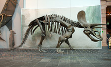 Imagen de Triceratops