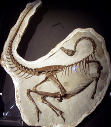 Imagen de Ornithomimus