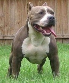 Imagen de Pit bull terrier americano