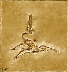 Imagen de Pterodactylus