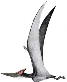 Imagen de Pteranodon longiceps