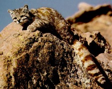 Imagen de Leopardus jacobitus
