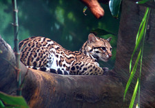 Imagen de Leopardus pardalis