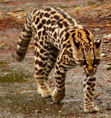 Imagen de Leopardus tigrinus