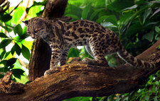 Imagen de Leopardus wiedii