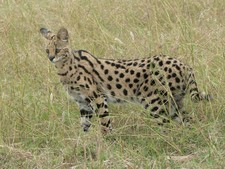 Imagen de Leptailurus serval