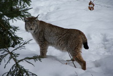 Imagen de Lynx lynx