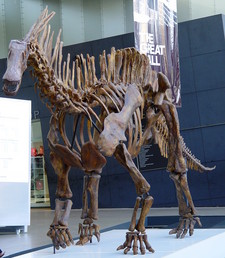 Imagen de Amargasaurus